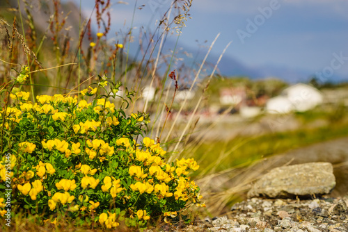 Yellow flowers and Lofoten village