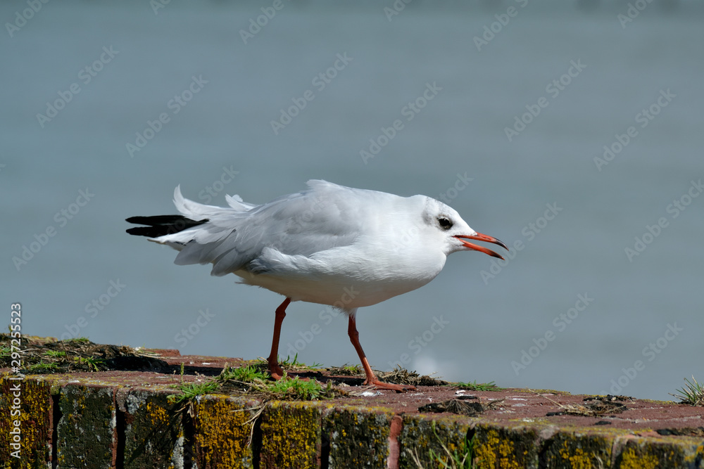 Obraz premium Mouette criant