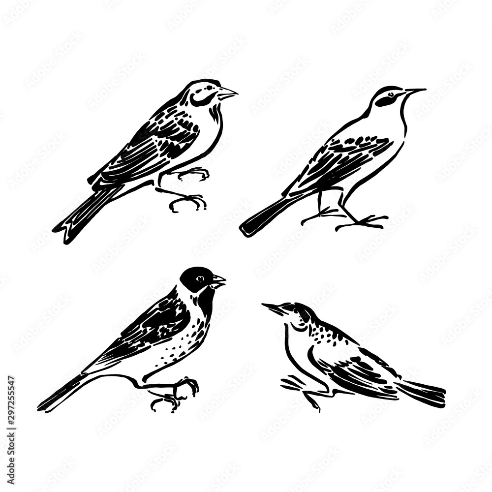 Fototapeta premium Wild birds collection. Vector animal illustration, hand drawn stylized silhouettes painted by ink, black isolated on white background
