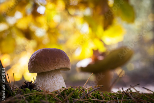 porcini mushrooms in sunny wood