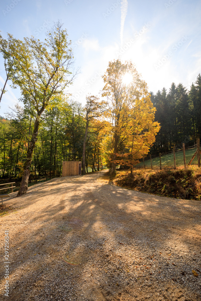 forest in autumn Path leading through the coniferous forest in the direction of the setting sun.