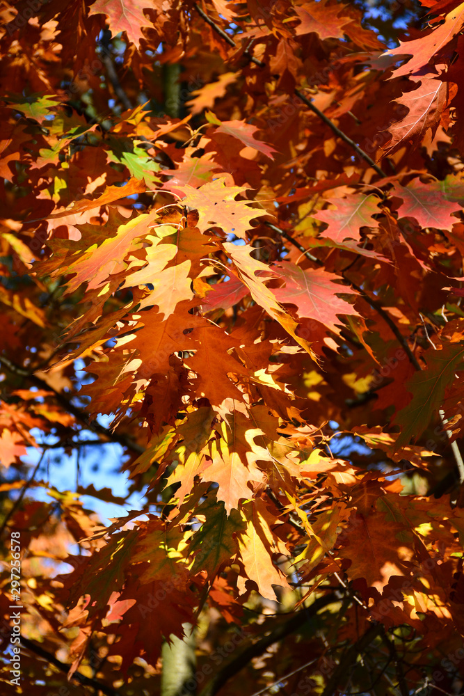 Beautiful autumn yellow leaves on the trees. The magic of autumn colors. Beautiful autumn yellow leaves on the trees. The magic of autumn colors.