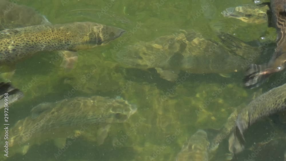 School of large Rainbow Trout congregating in an industrial pool of a fish hatchery near Asheville, North Carolina. These fish and their offspring are released into the local streams and rivers. School of large Rainbow Trout congregating in an industrial pool of a fish hatchery near Asheville, North Carolina. These fish and their offspring are released into the local streams and rivers.