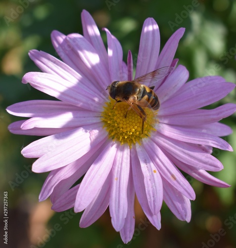 Bee on a daisy purple flower. Bellis perennis is a common European species of daisy, of the family Asteraceae, often considered the archetypal species of that name.