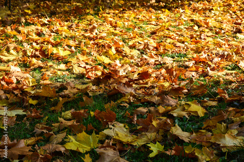 Beautiful autumn yellow leaves on the trees. The magic of autumn colors.