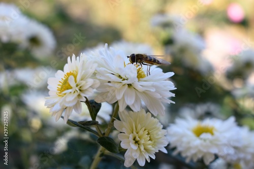 Bee on a daisy white flower. Bellis perennis is a common European species of daisy, of the family Asteraceae, often considered the archetypal species of that name.