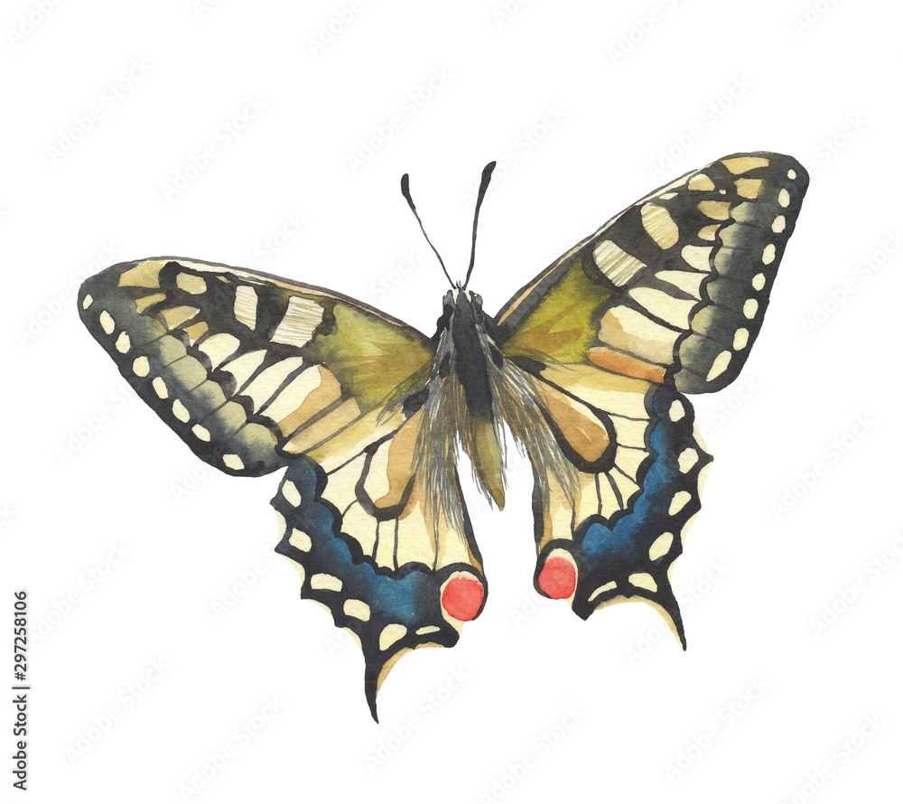 butterfly isolated on white background butterfly isolated on white background