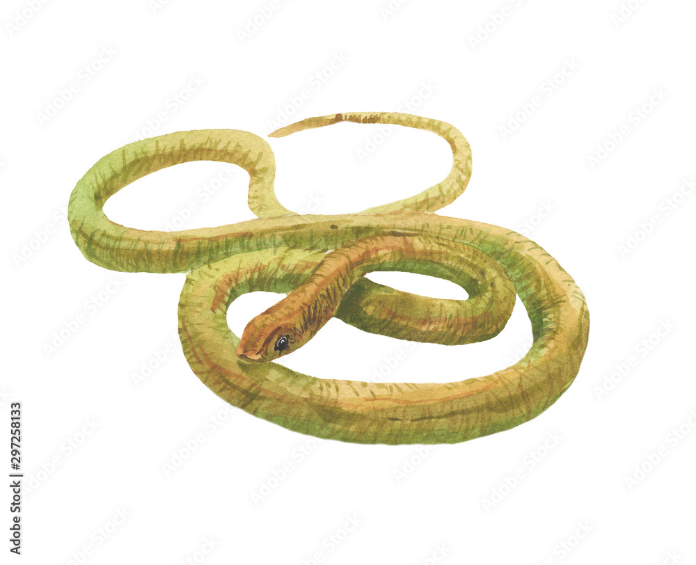 green snake on white background green snake on white background