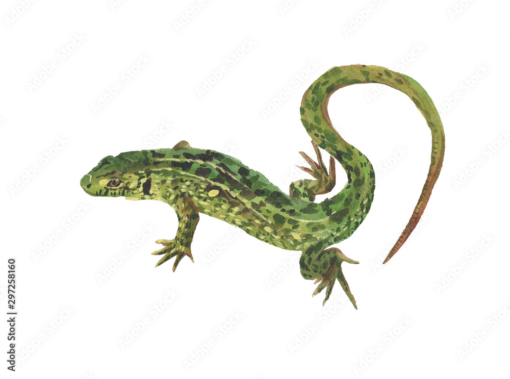 lizard isolated on white background lizard isolated on white background