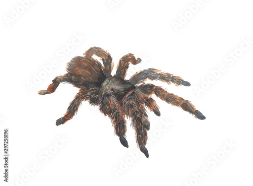 black spider tarantula