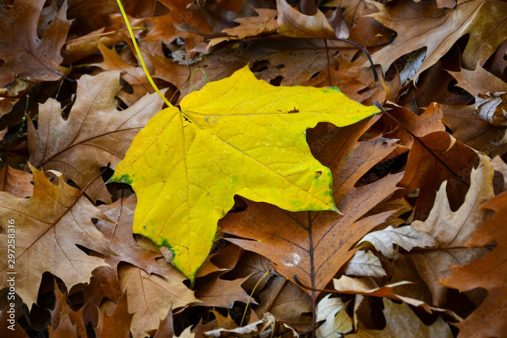 Beautiful autumn yellow leaves on the trees. The magic of autumn colors. Beautiful autumn yellow leaves on the trees. The magic of autumn colors.