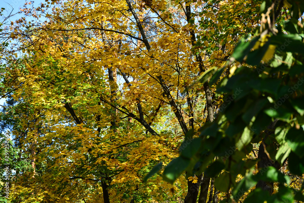 Beautiful autumn yellow leaves on the trees. The magic of autumn colors. Beautiful autumn yellow leaves on the trees. The magic of autumn colors.