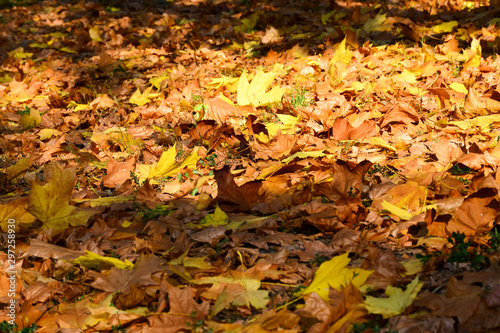 Beautiful autumn yellow leaves on the trees. The magic of autumn colors. © Tatiana