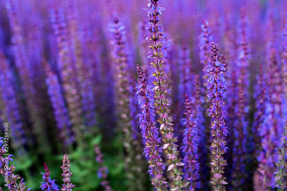 Sunset over a field with sage Sunset over a field with sage