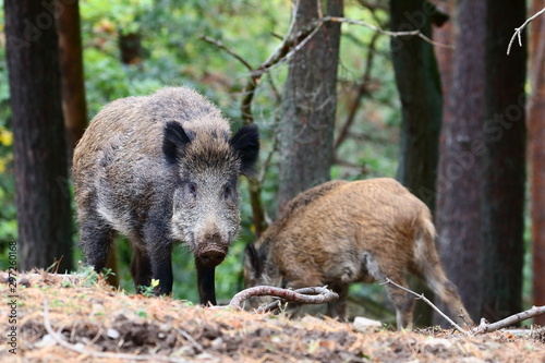 Wildschweine im Wald