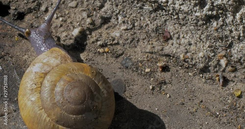 French Snail / Scargot moving and looking around. photo