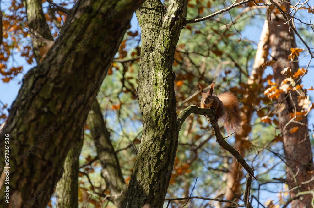 Curious cute squirrel on the tree in the autumn park. Close-up Curious cute squirrel on the tree in the autumn park. Close-up