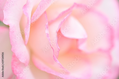 バラの花
