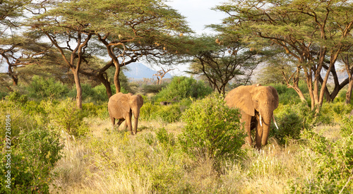 Fototapeta Naklejka Na Ścianę i Meble -  Elephants walk through the jungle amidst a lot of bushes