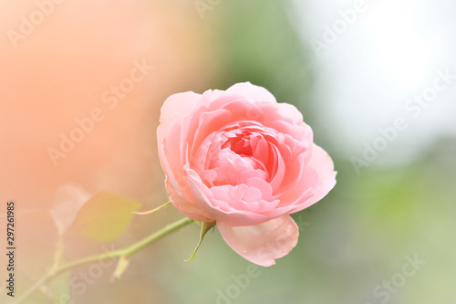 バラの花