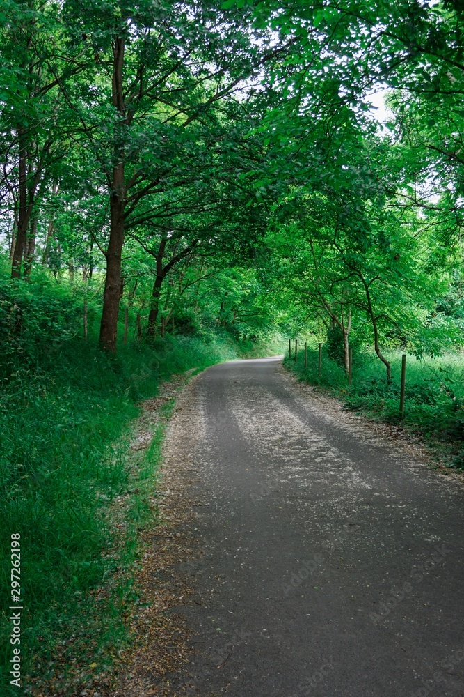 Obraz premium road with green trees in autumn in the nature