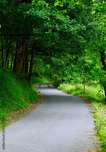 road with green trees in autumn in the nature