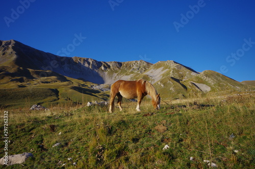 Horses grazing on the Campo Imperatore plateau. Gran Sasso, l'Aquila, Abruzzo, Italy