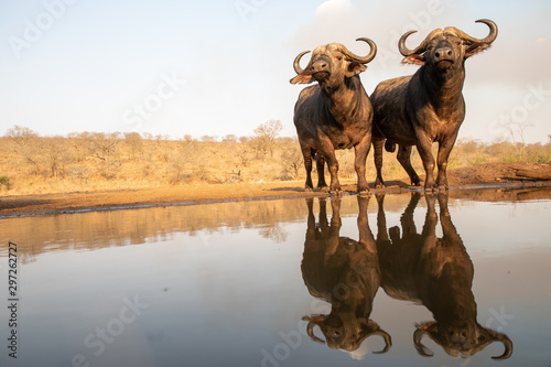 Two African buffalos posing at a waterhole