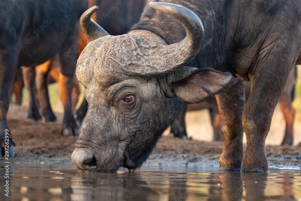 Obraz premium Buffalo drinking from a water hole in Zimanga private game reserve