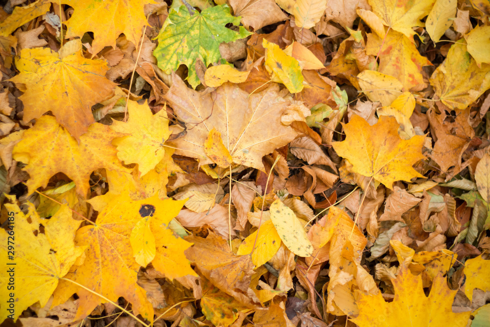Texture of autumn maple leaves