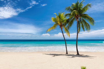 Sierkussen Strand en zee Caribisch wit strand met palmbomen  © lucky-photo