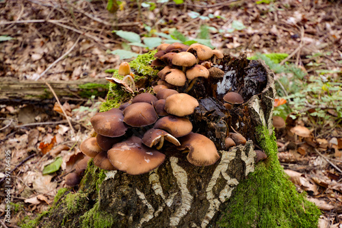 mushrooms standing in the forest in autumn