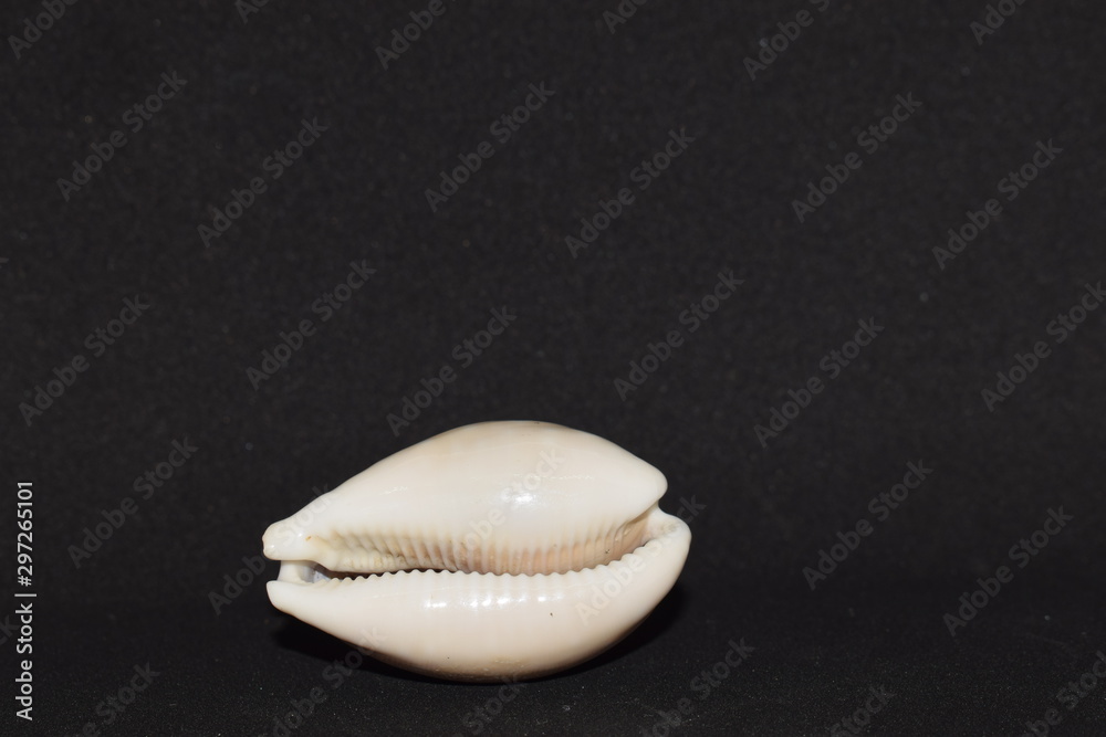 Front view of a marine conch on white background