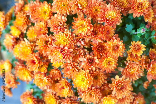 Vibrant orange flowers close up macro. Autumn or fall floral background for design. Top view. © Юлия Блажук