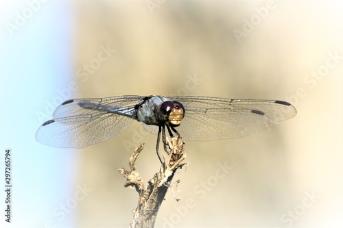dragonfly on a background