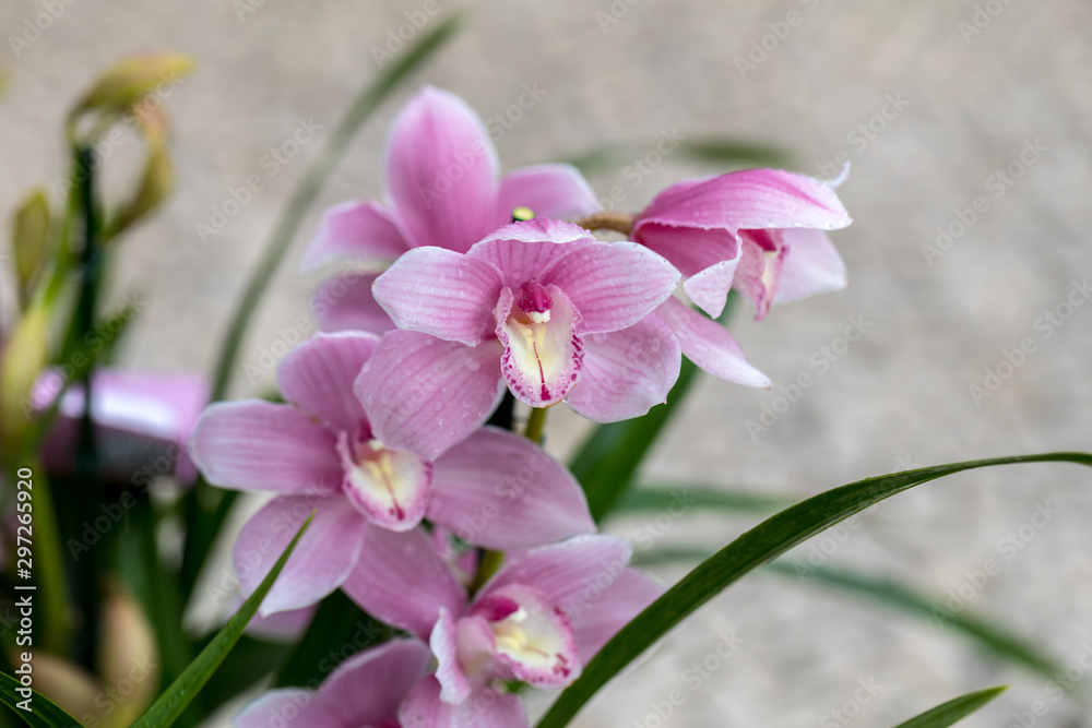 Close up of beauty pink orchid flower Close up of beauty pink orchid flower