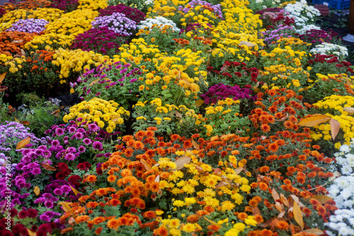 Vibrant colorful autumn flowers in the outdoor flower market. © Юлия Блажук