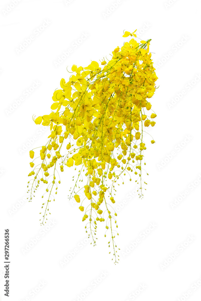 Obraz premium golden flower