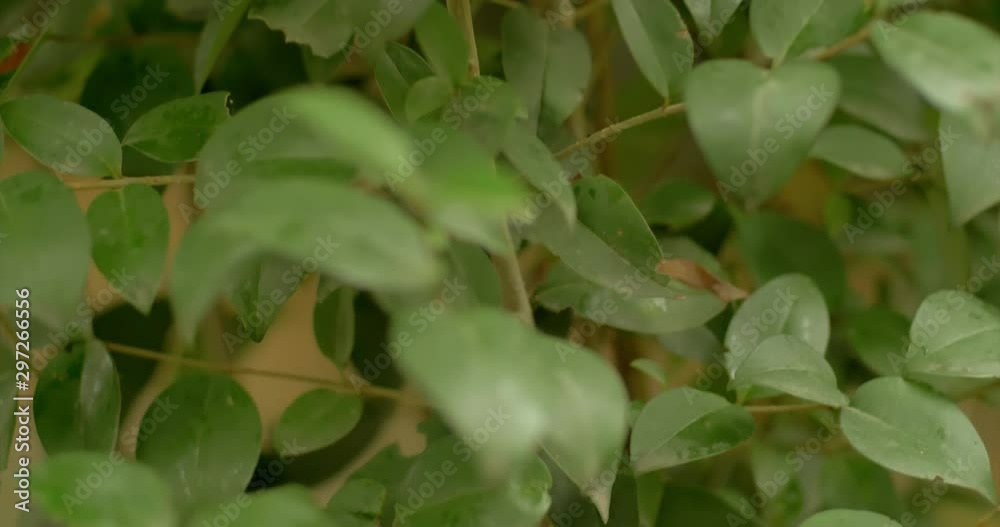 Green leaves moved by soft wind. Blurred background. Natural light. Tilt Camera move. Green leaves moved by soft wind. Blurred background. Natural light. Tilt Camera move.