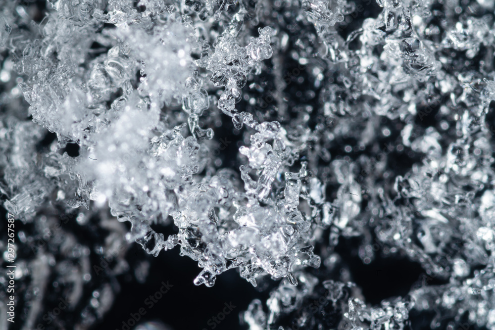 Fototapeta premium Brina ghiacciata sulle piante d'inverno