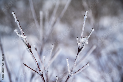Brina ghiacciata sulle piante d inverno
