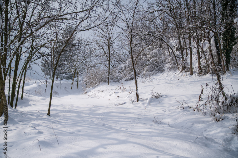 paesaggio con neve fresca e alberi