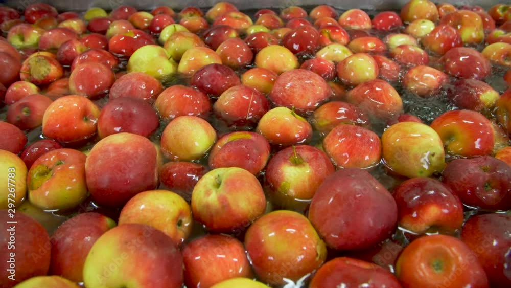 Washing apples on the conveyor Washing apples on the conveyor