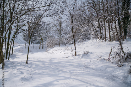 paesaggio con neve fresca e alberi © Pixelshop