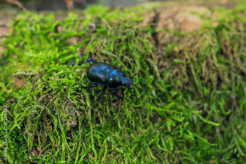 Blue metallic earth-boring dung beetle in green moss, selective focus Blue metallic earth-boring dung beetle in green moss, selective focus