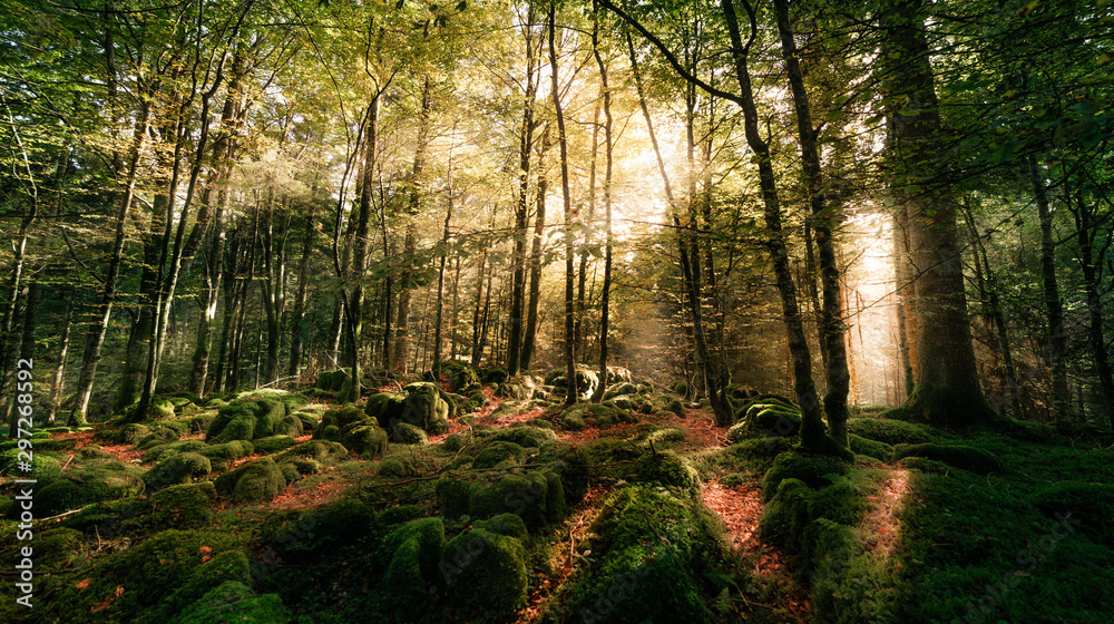 Obraz premium Foresta del Cansiglio 