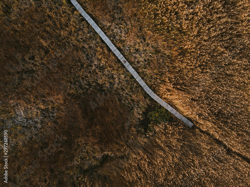 blade of grass on a background