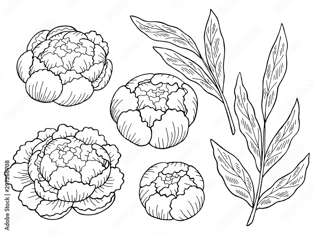 Peony flower graphic black white isolated sketch set illustration vector