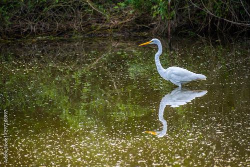 A Great White Egret in Frontera Audubon Society, Texas photo