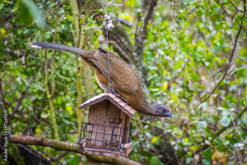 A Plain Chachalaca bird in Frontera Audubon Society, Texas photo